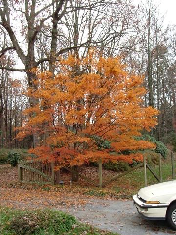 “very boring picture of a tree”