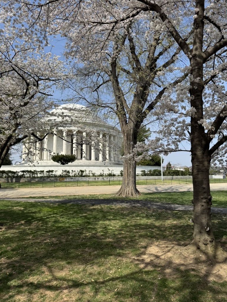 cherry blossoms at the jefferson memorial