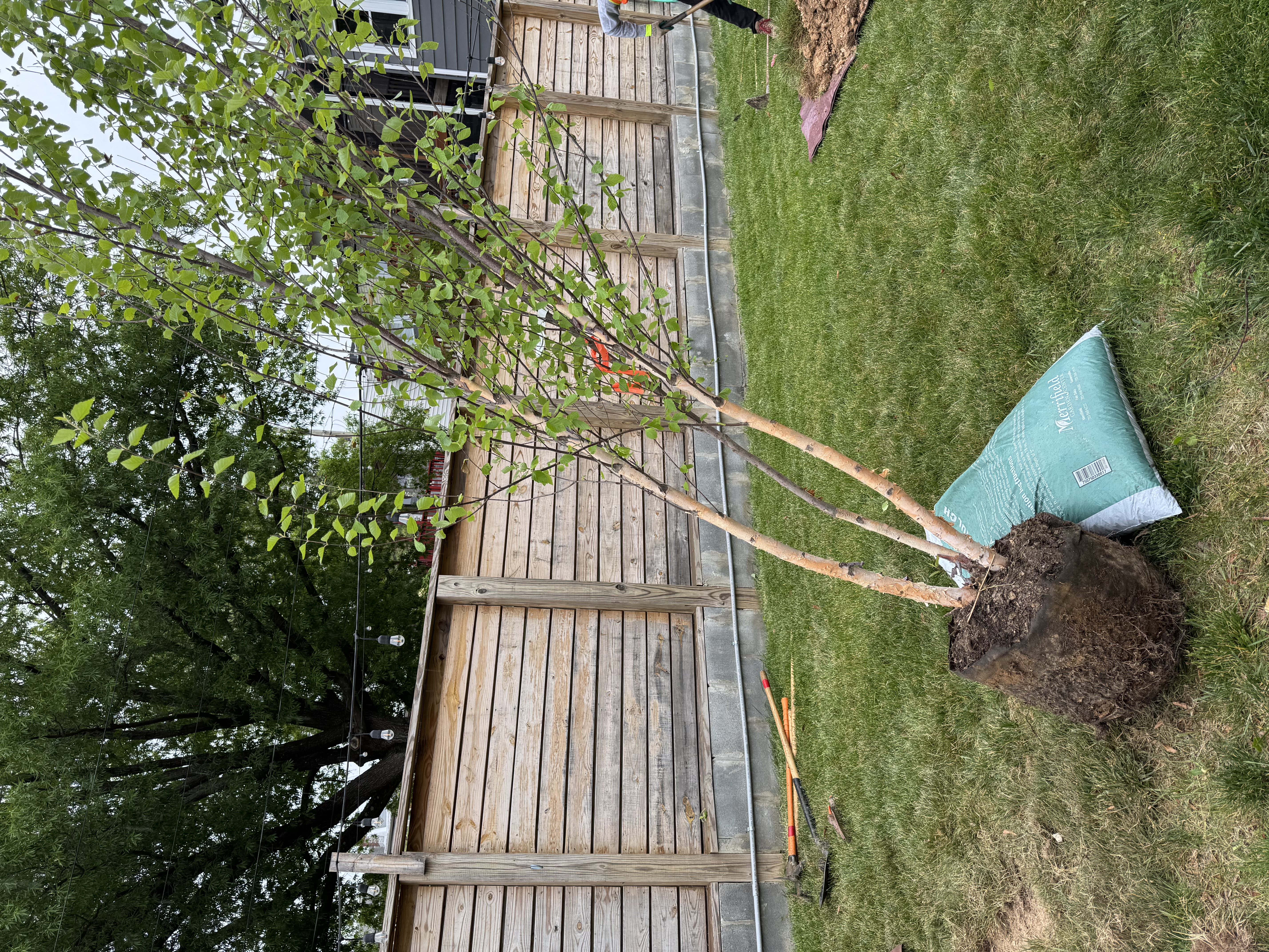birch